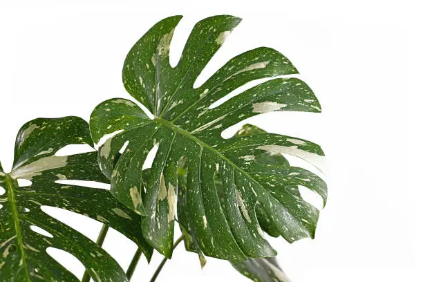 Photo of White sprinkled leaf of rare variegated tropical 'Monstera Deliciosa Thai Constellation' houseplant