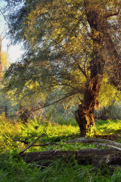 istock A lonely tree and a brown in the summer forest at dawn. 1286095045