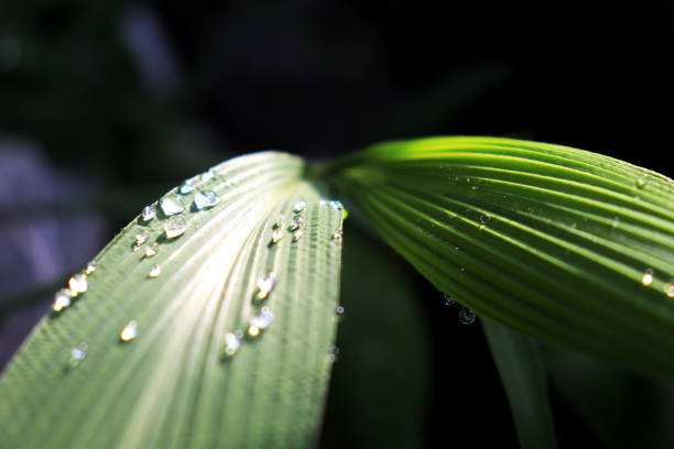 istock Morning dew on the leaves 1286096570