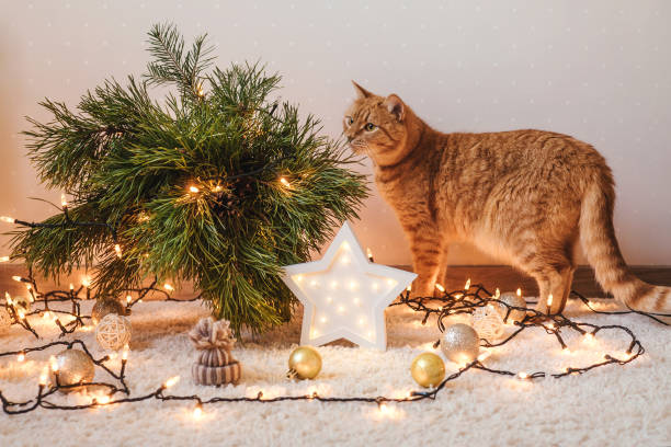 istock Ginger cat near the Christmas tree. 1286096937