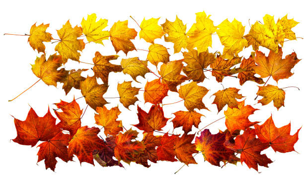 istock Fallen maple leaves in a row isolated on white. Background with space for text top view. 1286097990