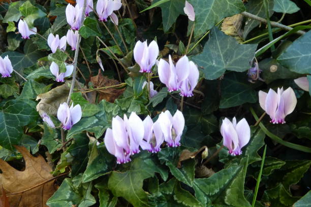 istock cyclamens in the wild 1286098383