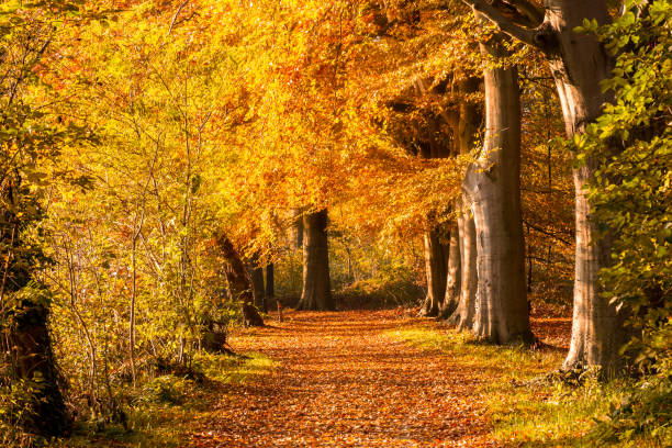 bosque de otoño - foilage fotografías e imágenes de stock