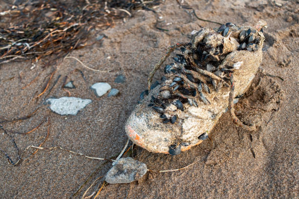 istock Seashells grow on an old shoe. 1286100562