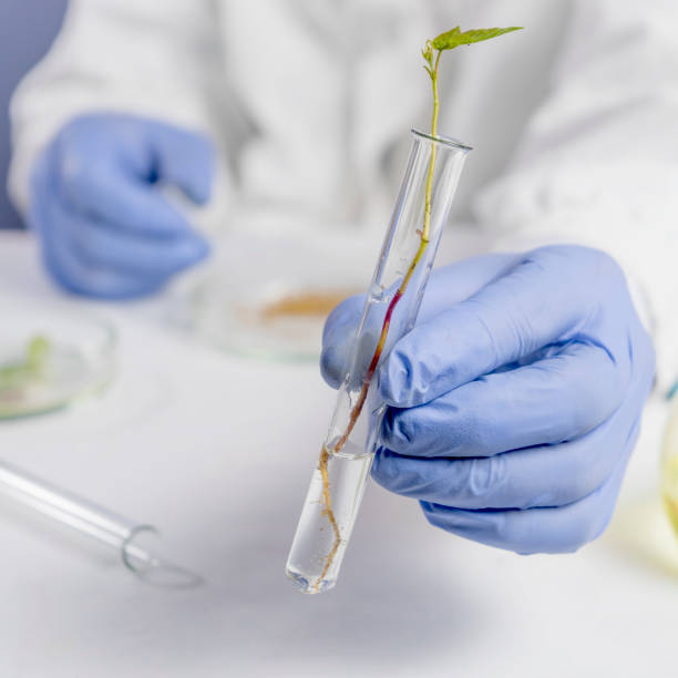 istock scientist hand in blue glove holding green leaf , biotechnology concept 1286101931