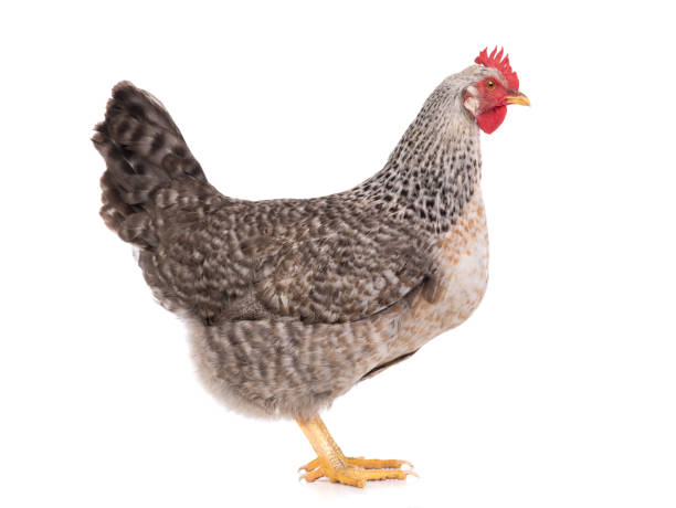 istock Gray chicken isolated on white 1286101991