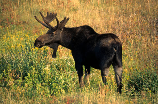 Alaskan Moose Alaskan Moose male alces alces gigas stock pictures, royalty-free photos & images