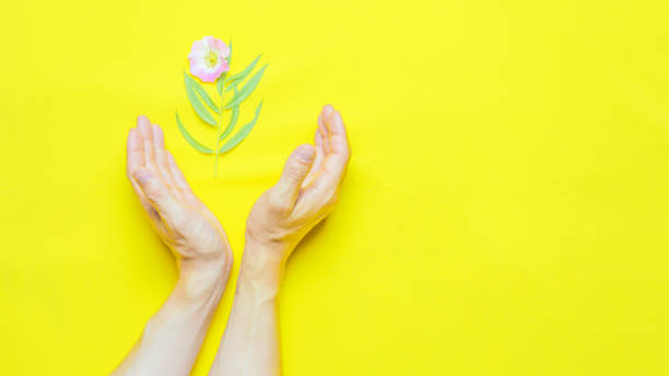 istock two hands on a plane from a yellow background around a flower 1286102136