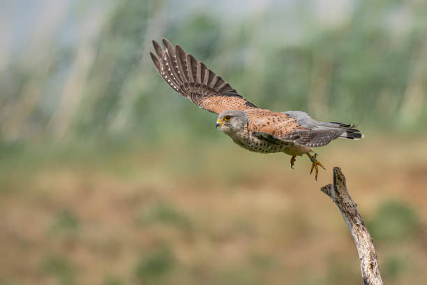 istock Male Common Kestrel (Falco tinnunculus) in flight 1286102227