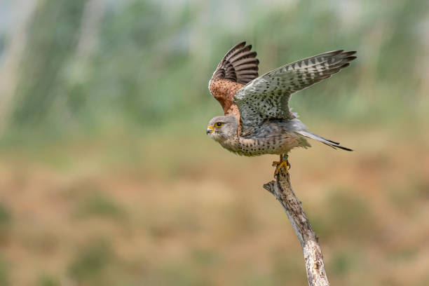 istock Male Common Kestrel (Falco tinnunculus) in flight 1286102250