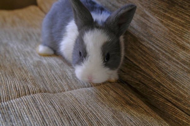 istock white and gray cute rabbit playing on the sofa close-up. Copy space. 1286103320