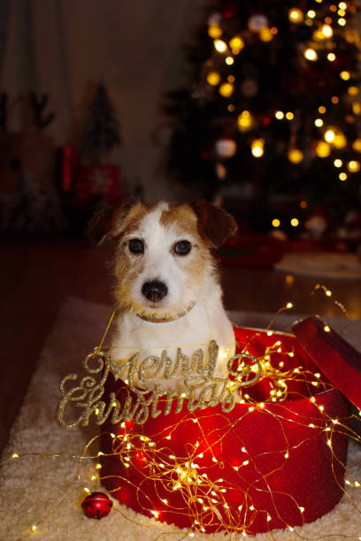 istock Jack russell terrier  celebrating holidays inside of a present box under christmas tree lights. 1286105669