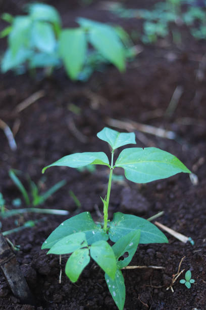 istock Long bean plant seeds 1286105915
