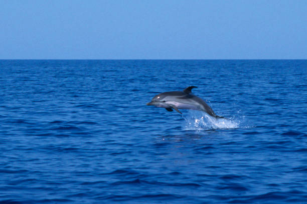 delfín - tethys fotografías e imágenes de stock