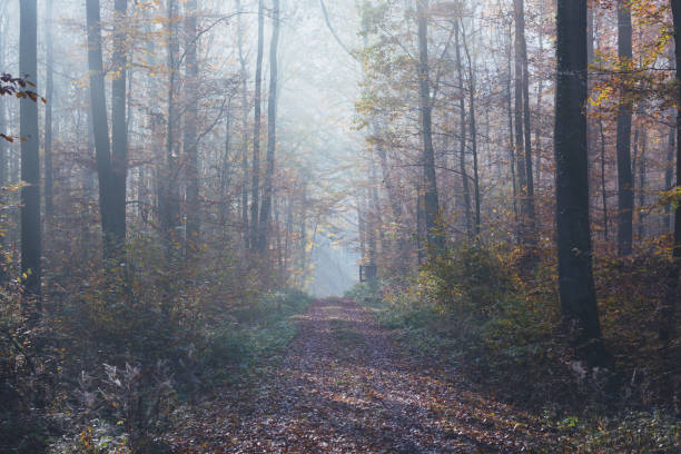 istock atmospheric foggy forest way in fall 1286106992
