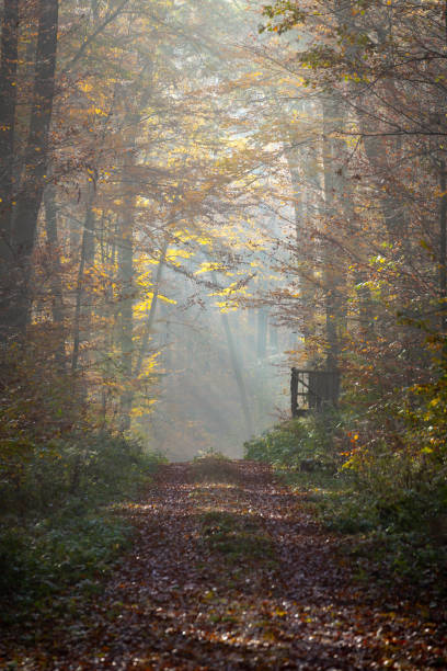 istock atmospheric foggy forest way in fall 1286107148