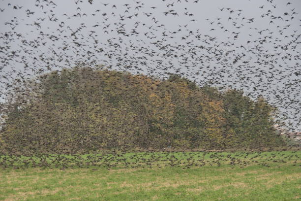 istock A huge flock of birds flies over a field 1286109105