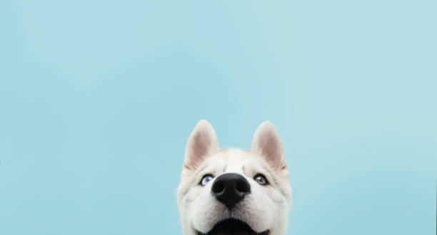 istock Close-up hide husky dog with colored eyes and happy expression. Isolated on blue background. 1286109348