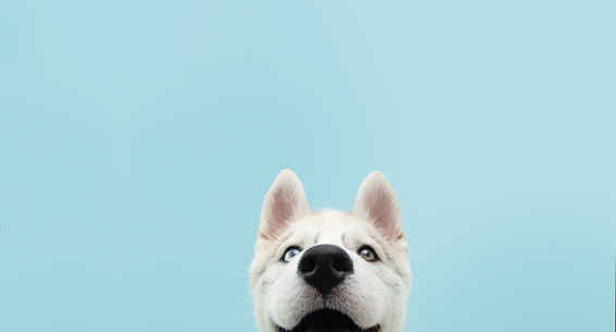Close-up hide husky dog with colored eyes and happy expression. Isolated on blue background.