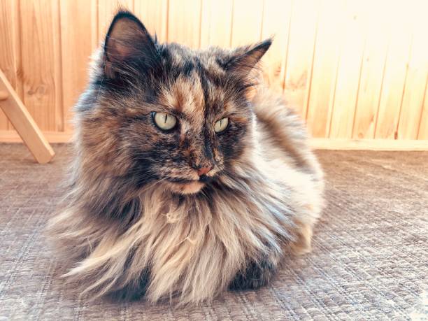 Cat portrait sitting on balcony
