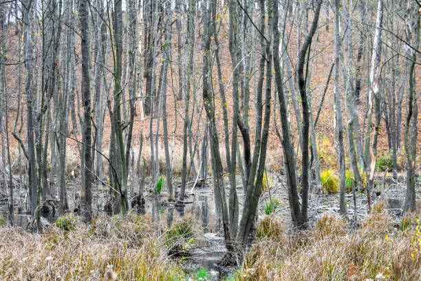 istock View of the swamp with trees 1286112386