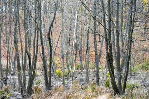 istock Close view of the swamp 1286113143