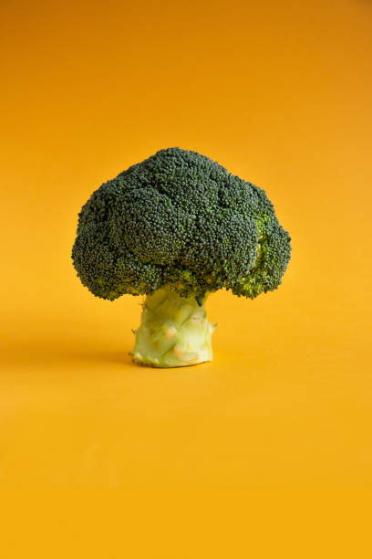 Ripe broccoli on a uniform orange background. Negative space to insert text. Modern design. Modern Art.