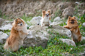 junge-pommersche-und-chihuahua.jpg?b=1&s=170x170&k=20&c=s0C6kPKhivMfDbyjMv6vG-fmEGmrUFitSi8BK0tpgCE=