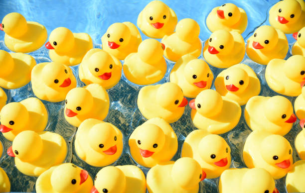 プールに浮かぶ多くの明るい黄色のゴム製のアヒル - duck toy ストックフォトと画像