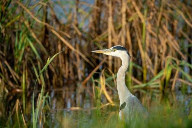 istock Grey heron sitting on the waters edge 1286121349