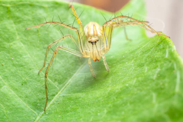 Close up of the Jumping Spiders  on green leaf in the morning. Selective focus of the yellow spider on the leaves with green background. Close up of the Jumping Spiders  on green leaf in the morning. Selective focus of the yellow spider on the leaves with green background. yellow spider stock pictures, royalty-free photos & images