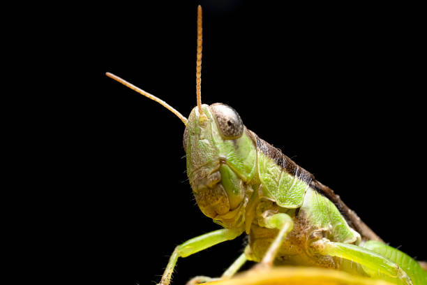 primo piano dei grasshoppers in piedi su foglie verdi con sfondo nero. focus selettivo della caelifera sulla foglia verde. - cricket locust grasshopper insect foto e immagini stock