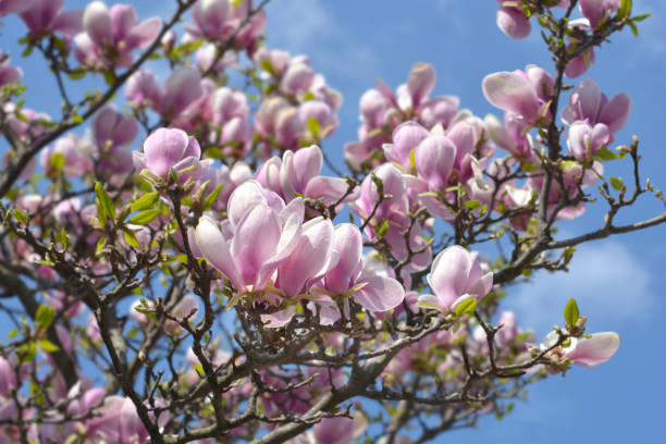 magnolia (ibridi soulangeana) - spring magnolia flower sky foto e immagini stock