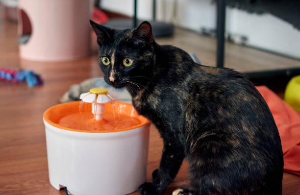 istock black cat drinking on a water fountain 1286124667