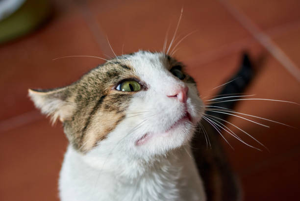 istock cat standing on the floor at home 1286124713