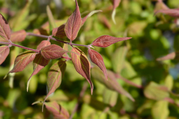istock Beauty bush leaves 1286125431