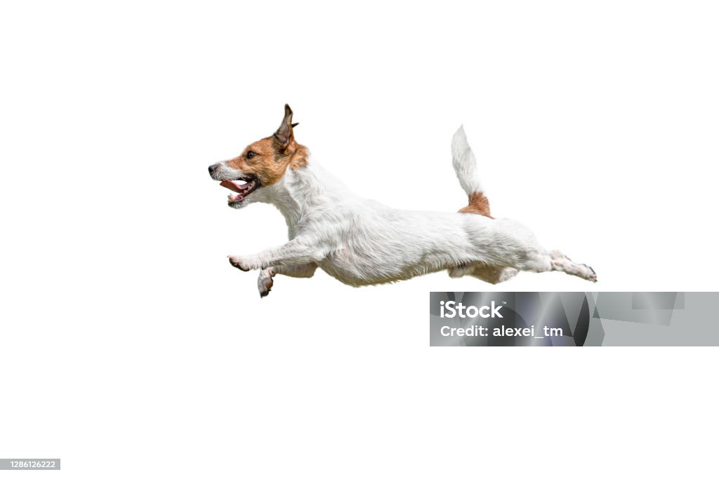 Profile view of fast running and jumping Jack Russell Terrier dog on white background Active Jack Russell Terrier dog leaps Dog Stock Photo