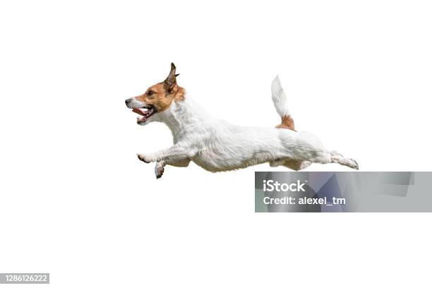 Profile View Of Fast Running And Jumping Jack Russell Terrier Dog On White Background Stock Photo - Download Image Now