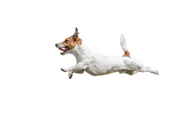 Photo of Profile view of fast running and jumping Jack Russell Terrier dog on white background