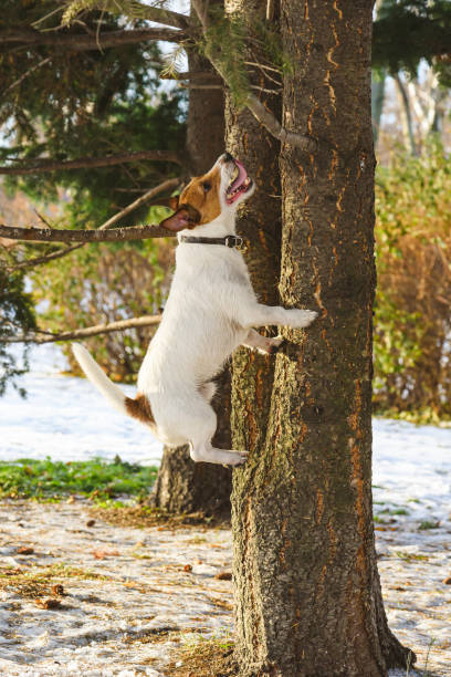 istock Mischief dog chasing squirrel jumping high at tree and barking on sunny winter day 1286126260