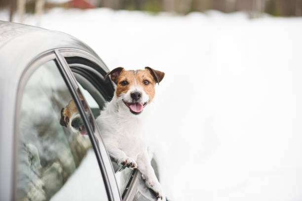 концепция зимнего отдыха путешествия с домашним животным - счастливая собака, смотря из окна автомобиля со снежным фоном - winter dog non urban scene horizontal стоковые фото и изображения