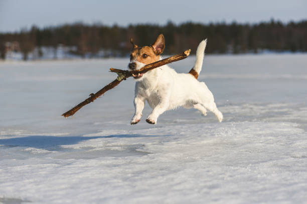 glücklicher hund spielt mit holzstab im freien auf eis des gefrorenen sees in mittelfinnland am wintertag - snow dog walking running stock-fotos und bilder