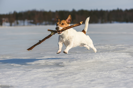 Happy dog playing with wooden stick outdoors on ice of frozen lake in Central Finland on winter day