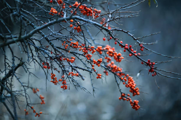 istock leinoera nature reserve 1286126345