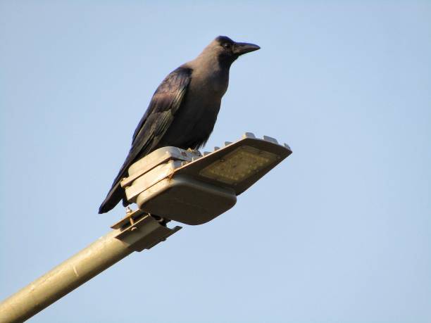 istock Crows bird stock photo 1286126908