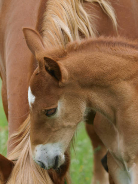 istock Suffolk Punch Foal Head Shot 1286127973