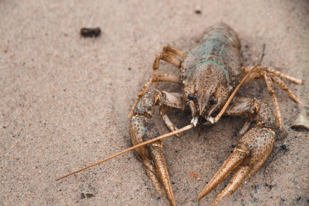 istock Big crayfish crawling on the sand 1286128225