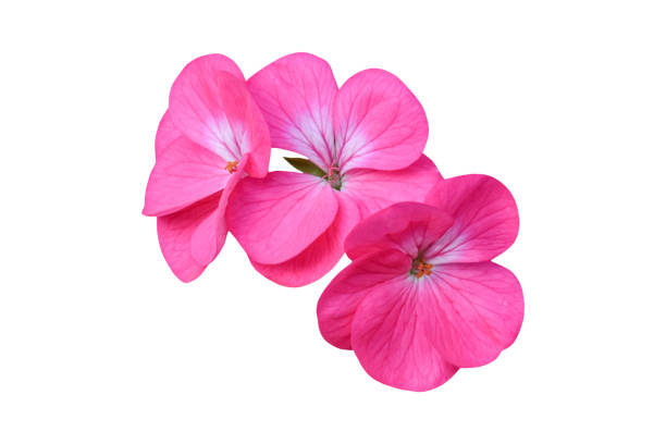 Pink flower of Geranium, (Pelargonium) Isolated on white background. Object with clipping path