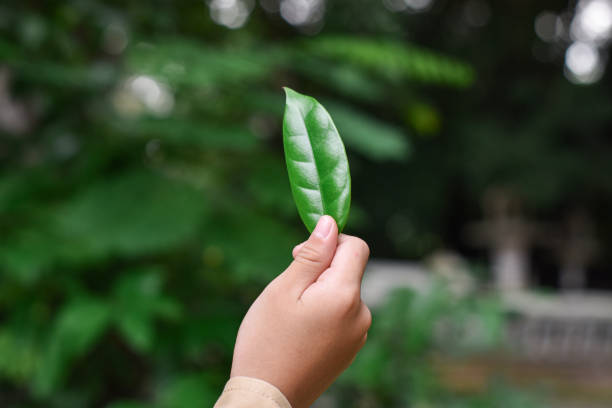 istock Hand holding green leaf against blur nature background 1286128614