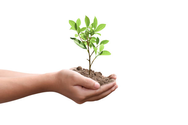 Hands holding young tree isolated on white background with clipping path stock photo